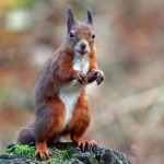 Grey Squirrels Pose a Threat to Red Squirrels and UK Biodiversity